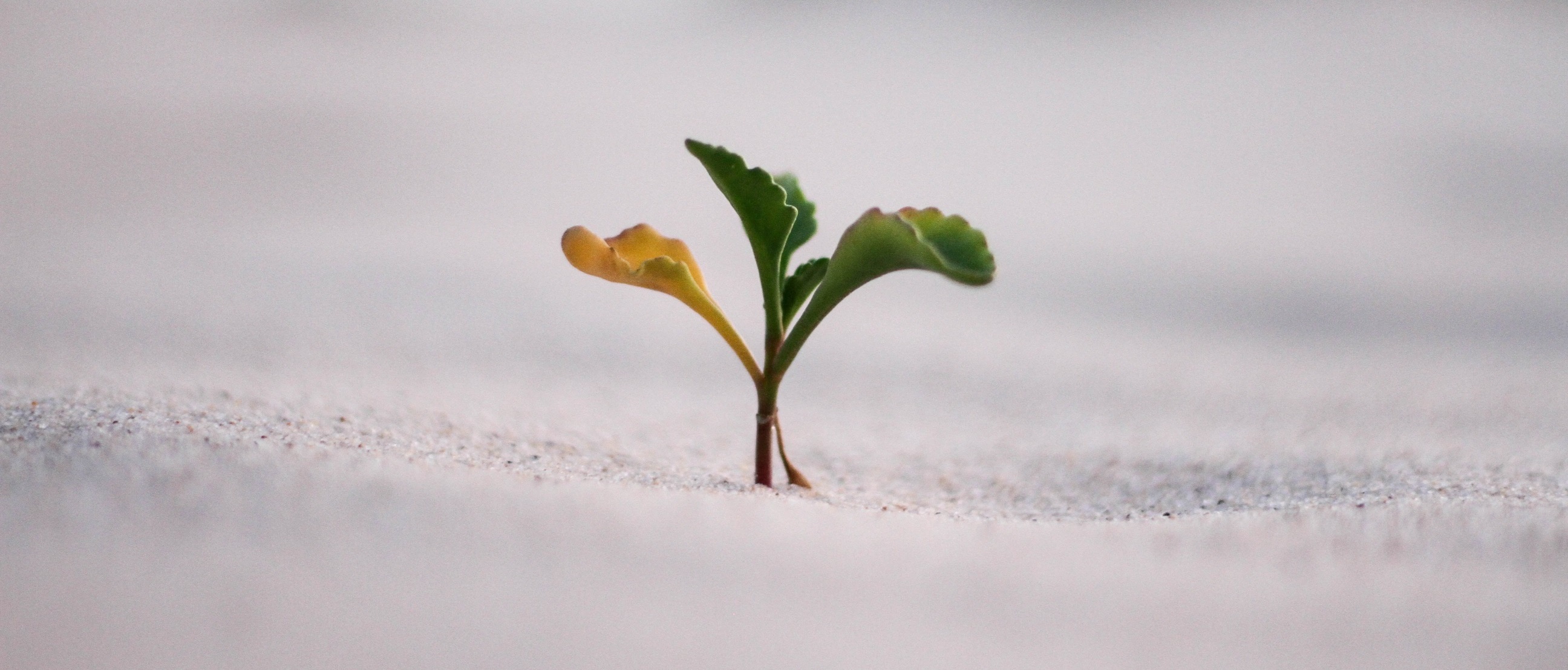 Freshdesk Canned Responses