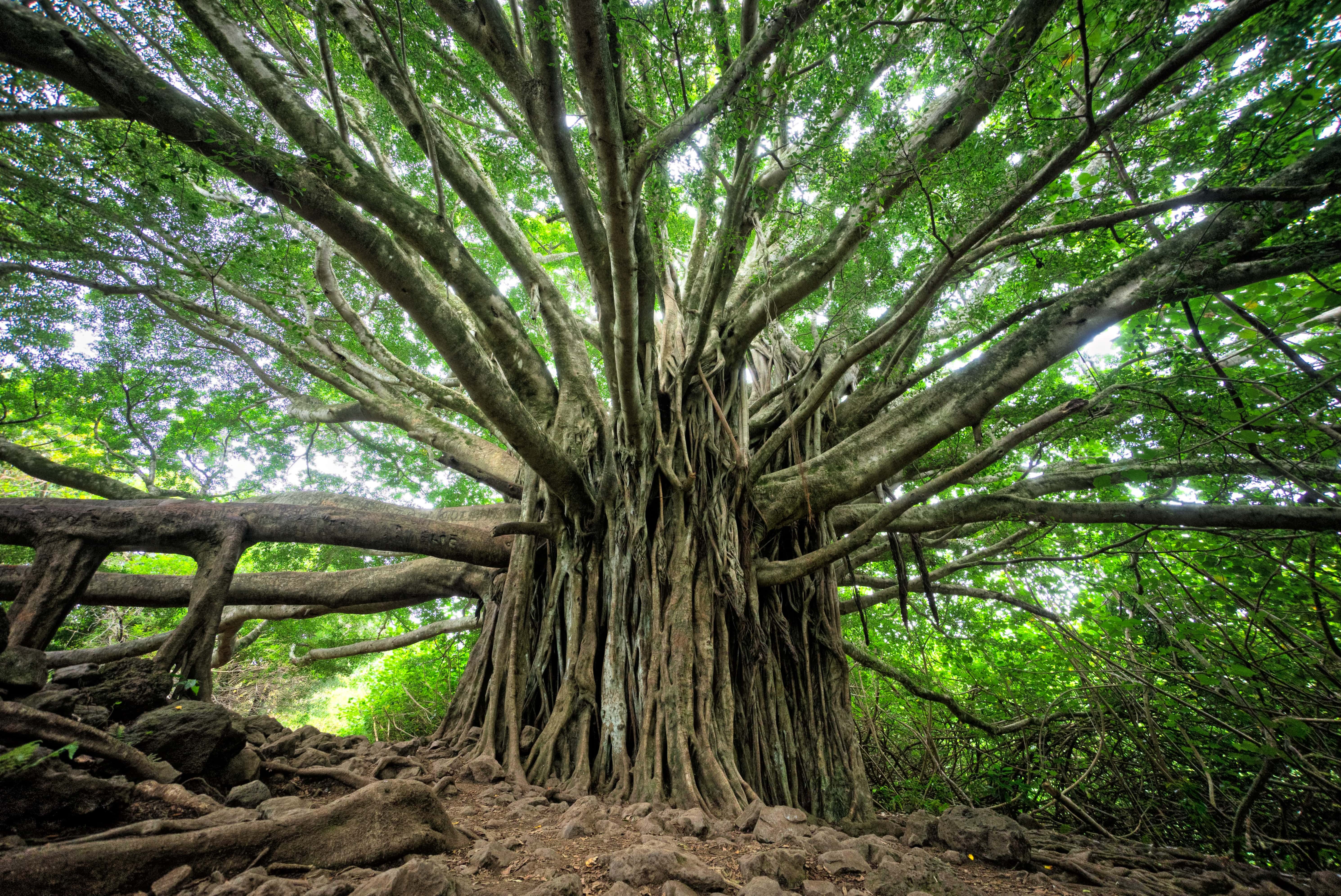 Hero - tree in forest